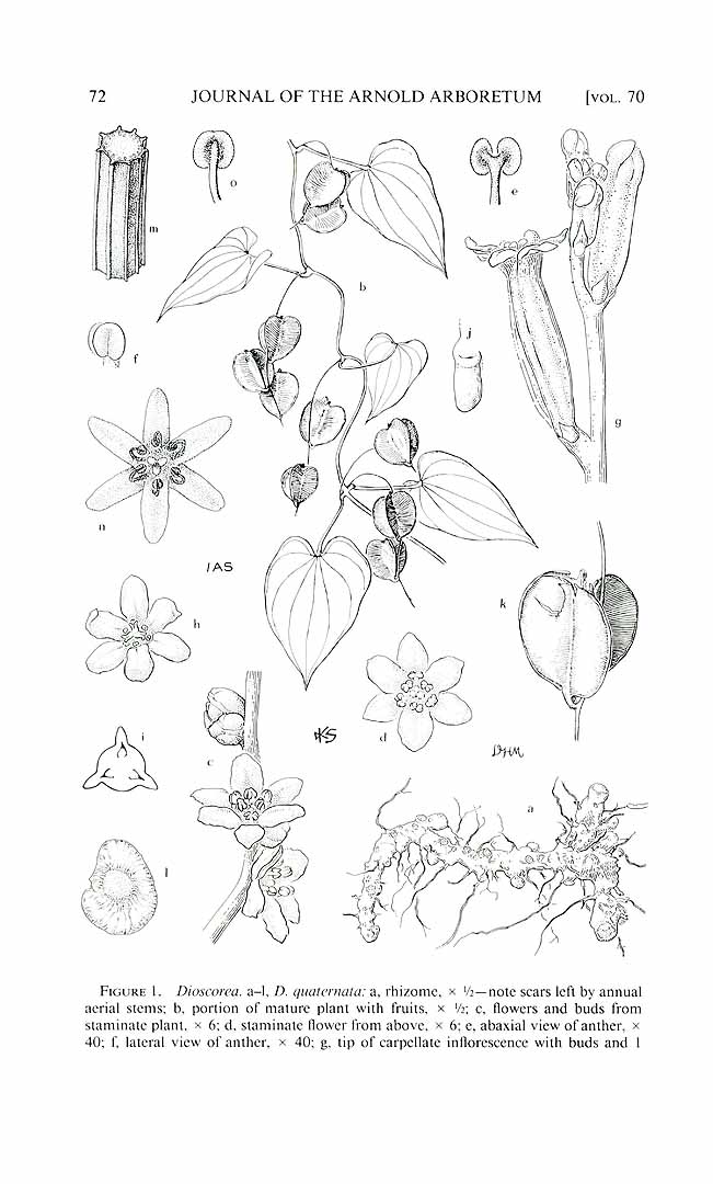 no HD illustration available (3)
