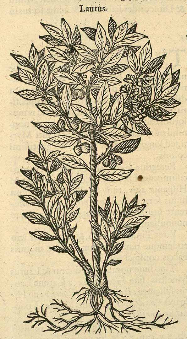 no HD illustration available (3)