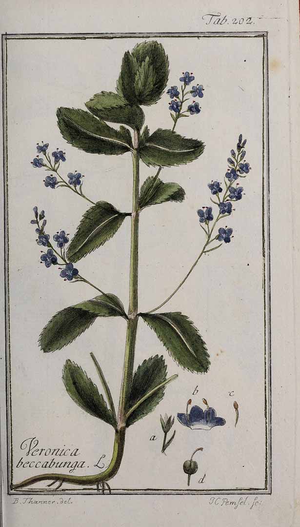 no HD illustration available (3)