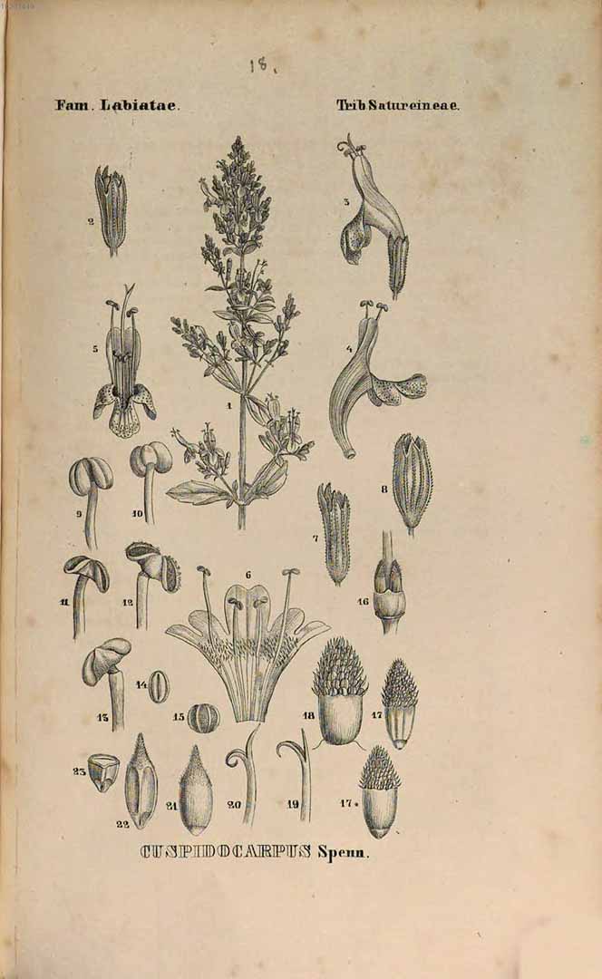 no HD illustration available (3)