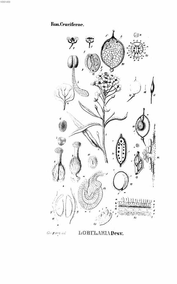 no HD illustration available (3)