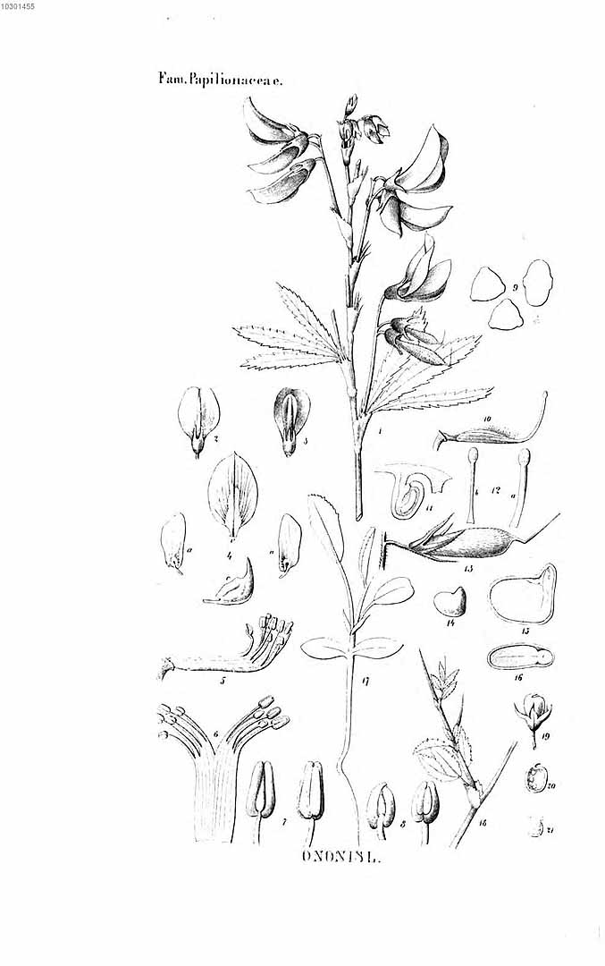 no HD illustration available (3)