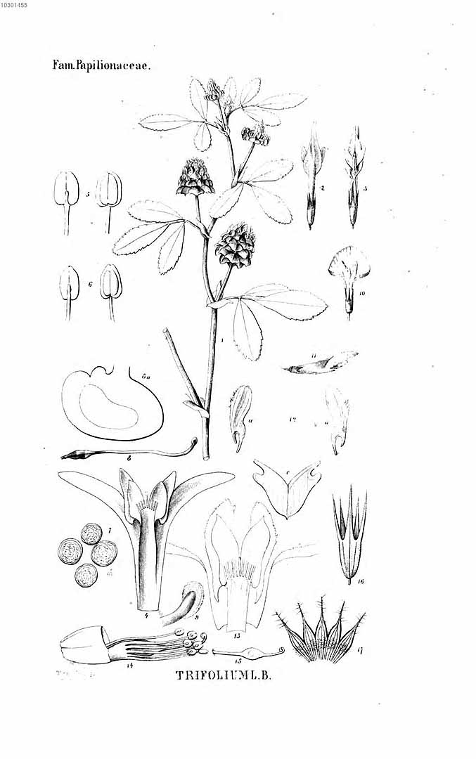 no HD illustration available (3)