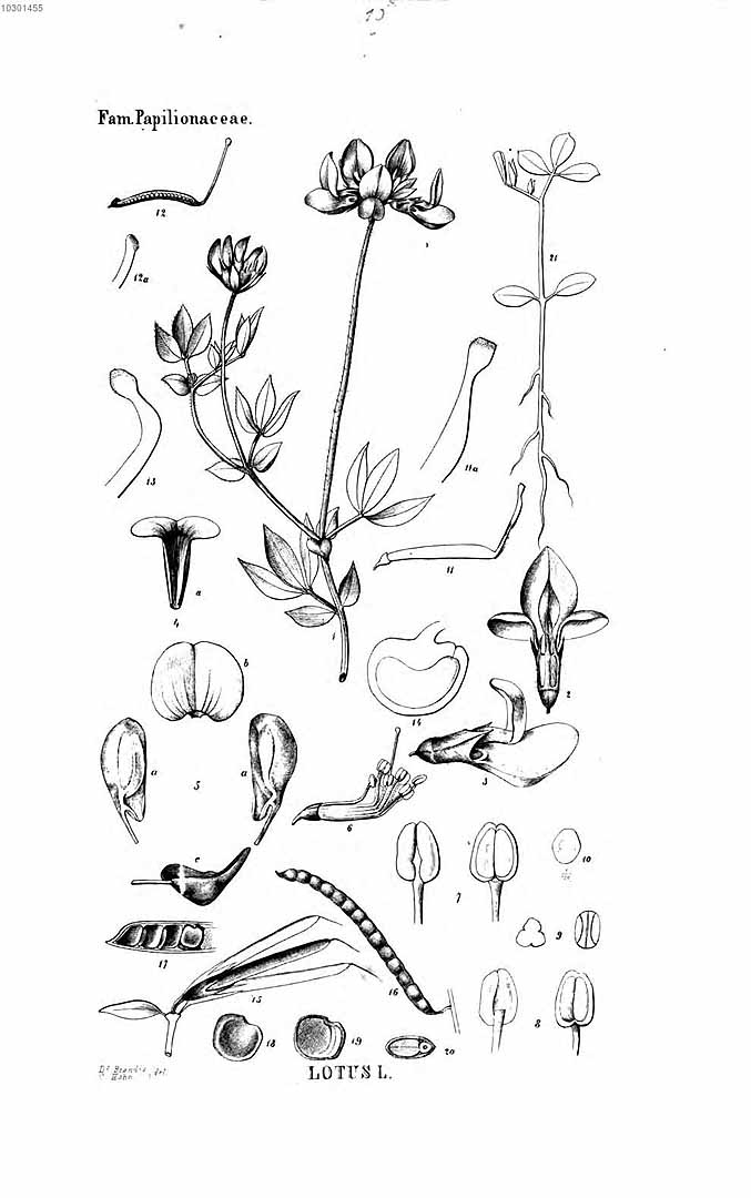 no HD illustration available (3)