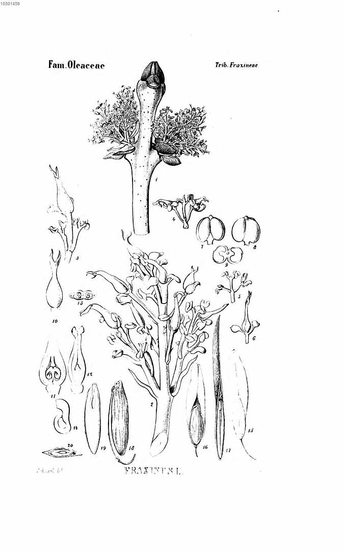 no HD illustration available (3)