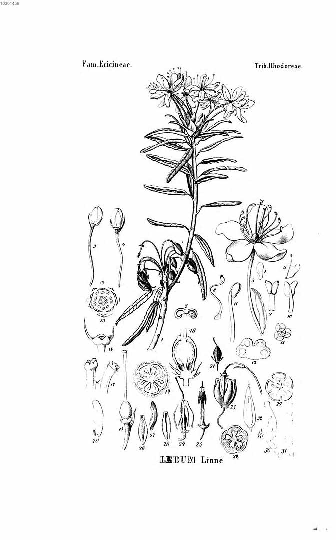 no HD illustration available (3)