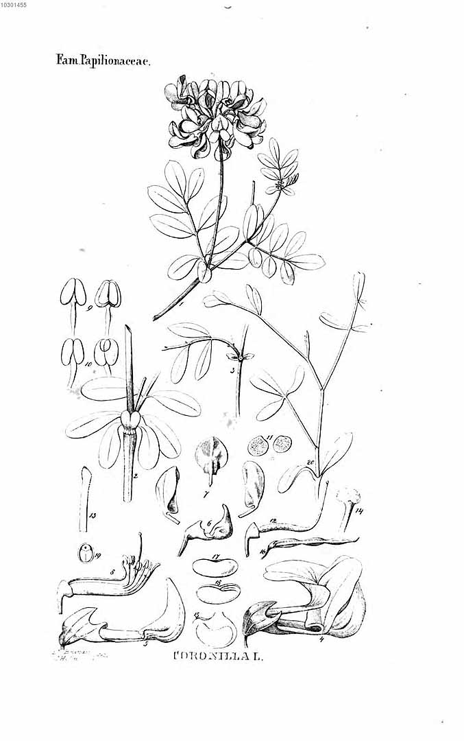 no HD illustration available (3)