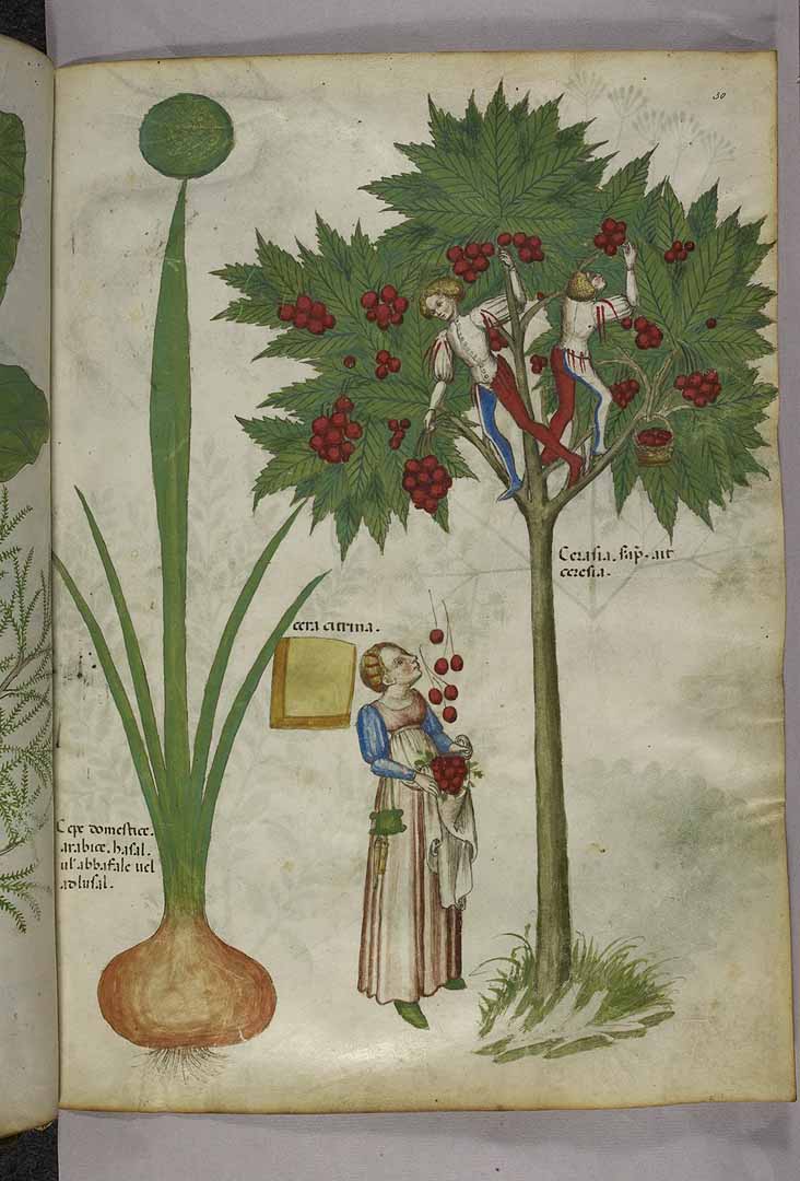 no HD illustration available (3)