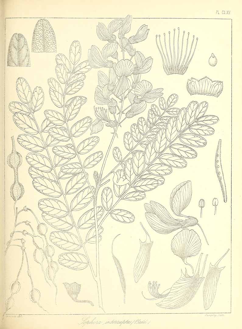 no HD illustration available (3)