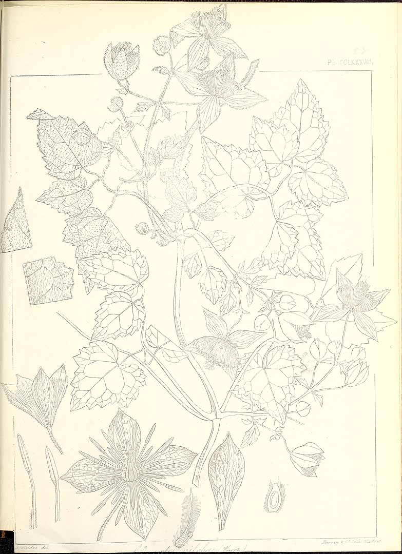 no HD illustration available (3)