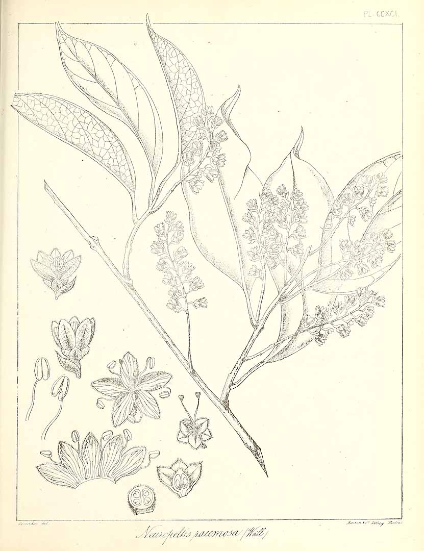 no HD illustration available (3)