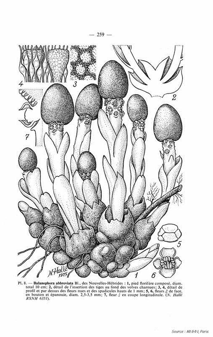 no HD illustration available (3)