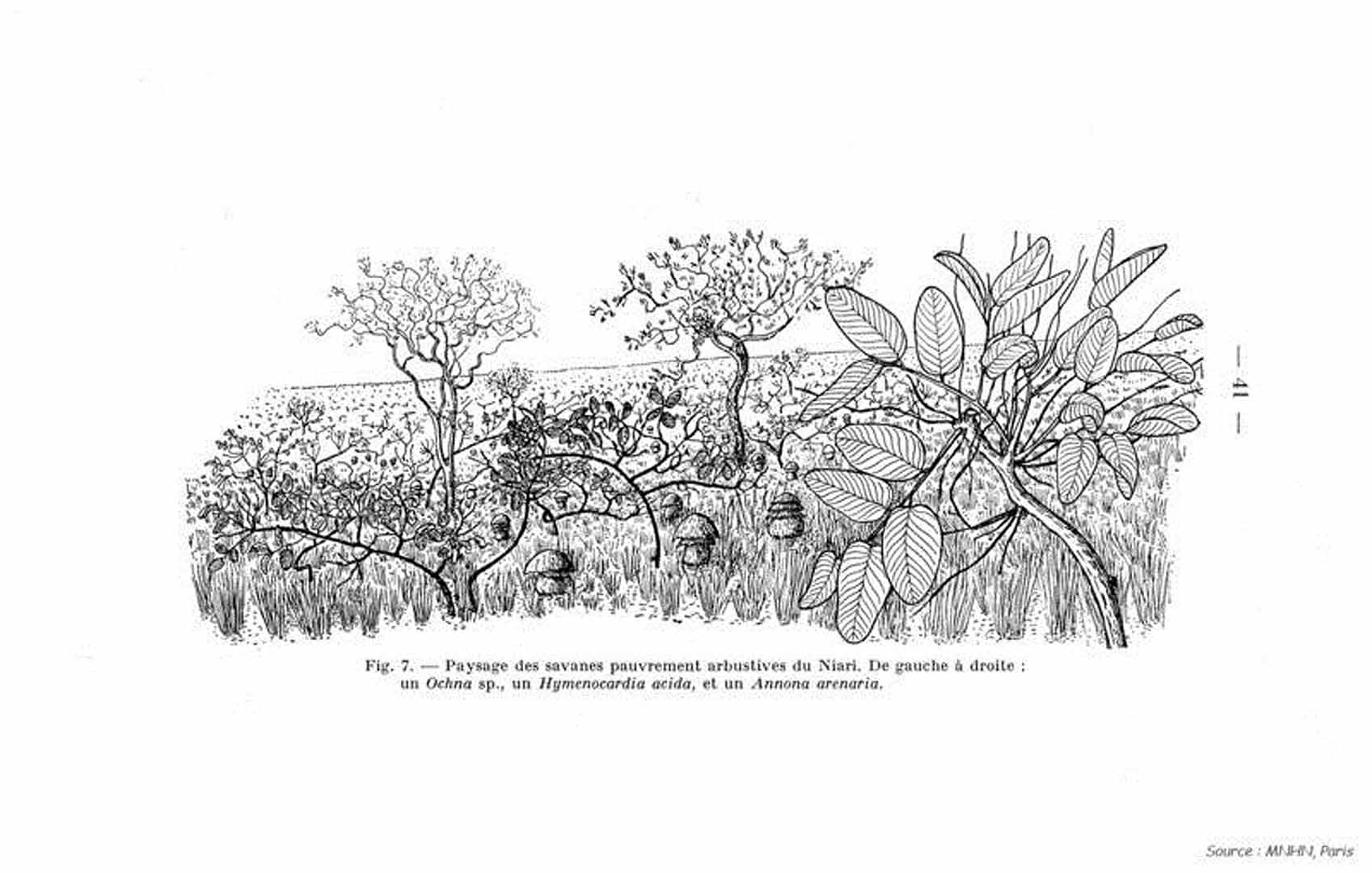 no HD illustration available (3)