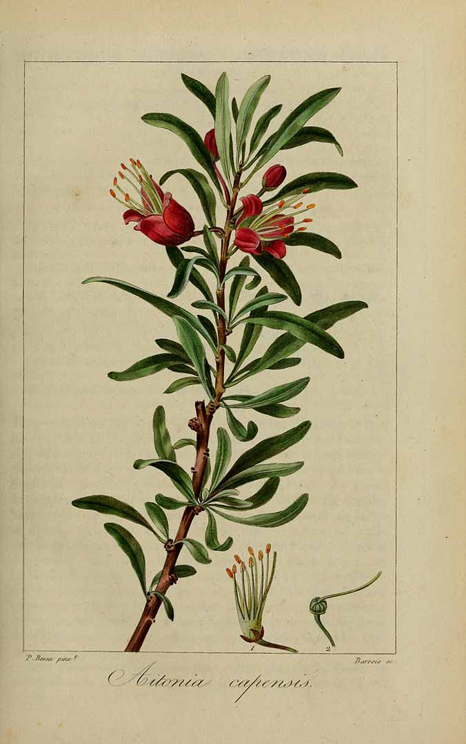 no HD illustration available (3)