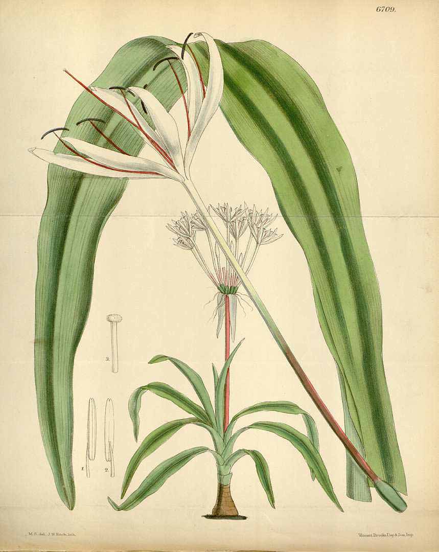 no HD illustration available (3)