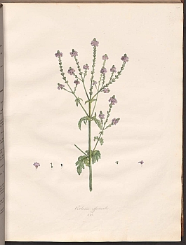 no HD illustration available (3)