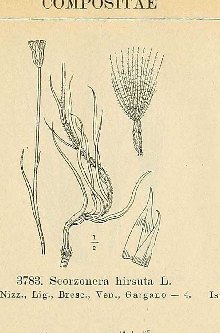 no HD illustration available (3)