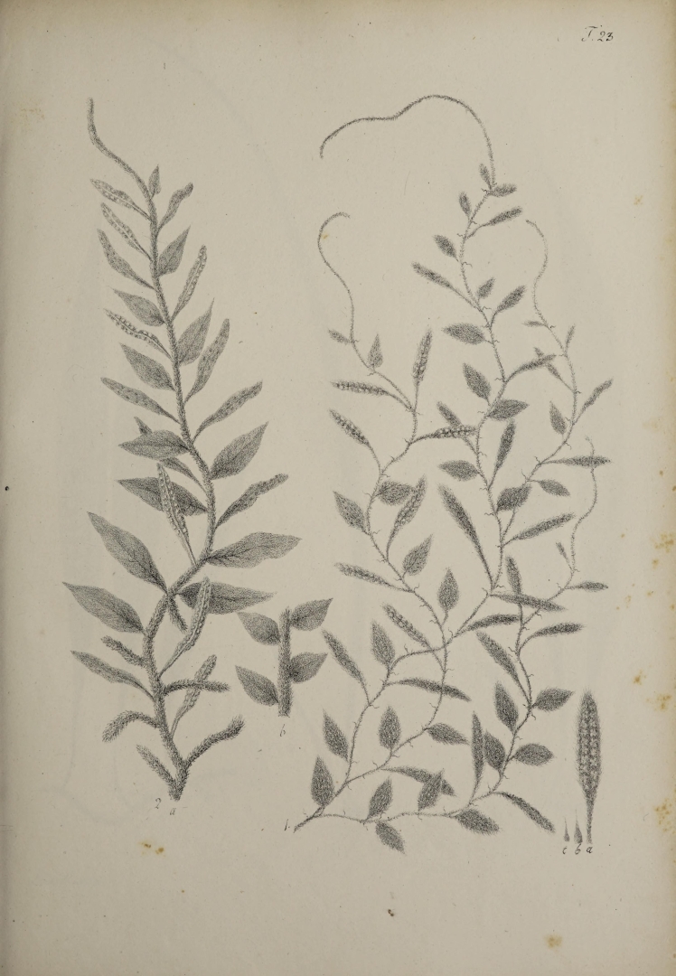 no HD illustration available (3)
