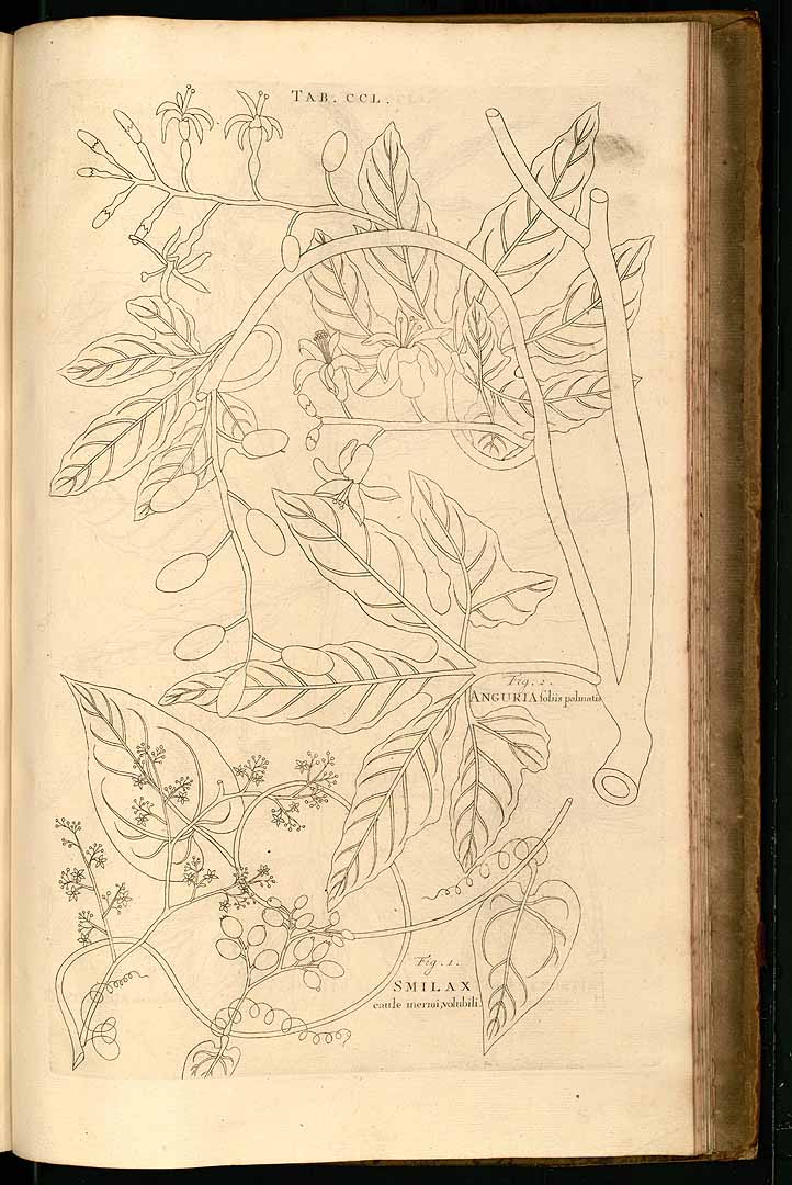 no HD illustration available (3)