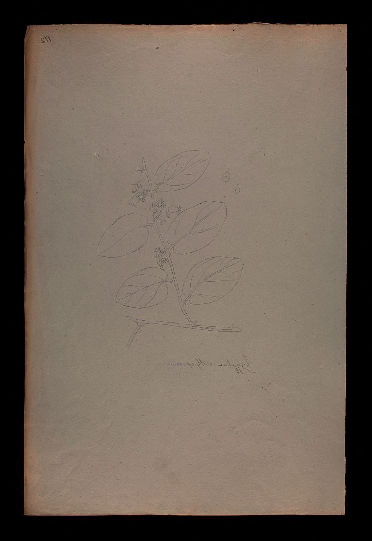 no HD illustration available (3)