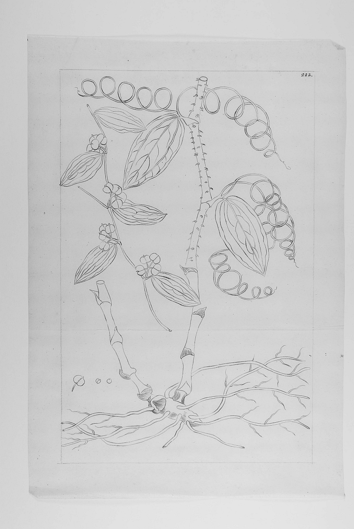 no HD illustration available (3)