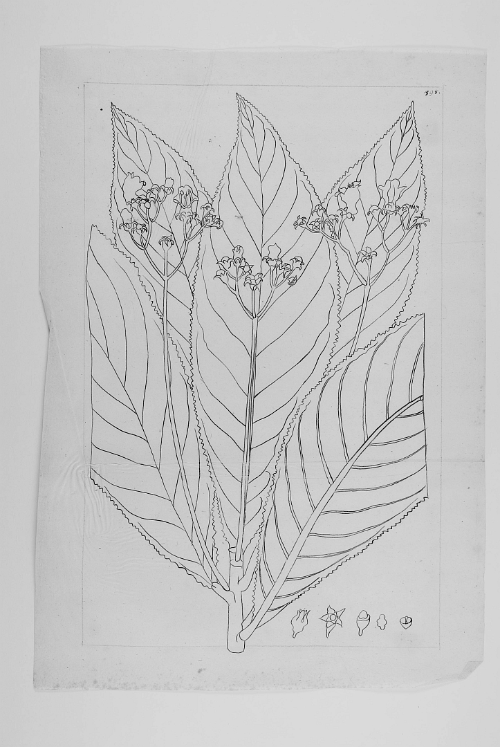 no HD illustration available (3)
