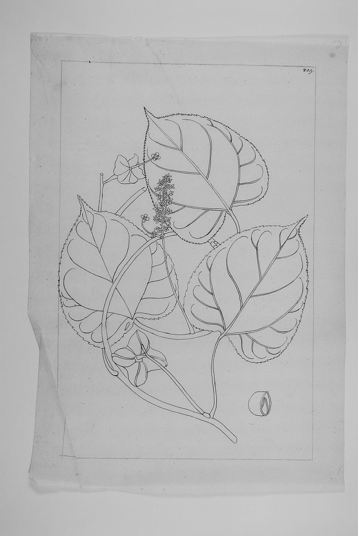 no HD illustration available (3)