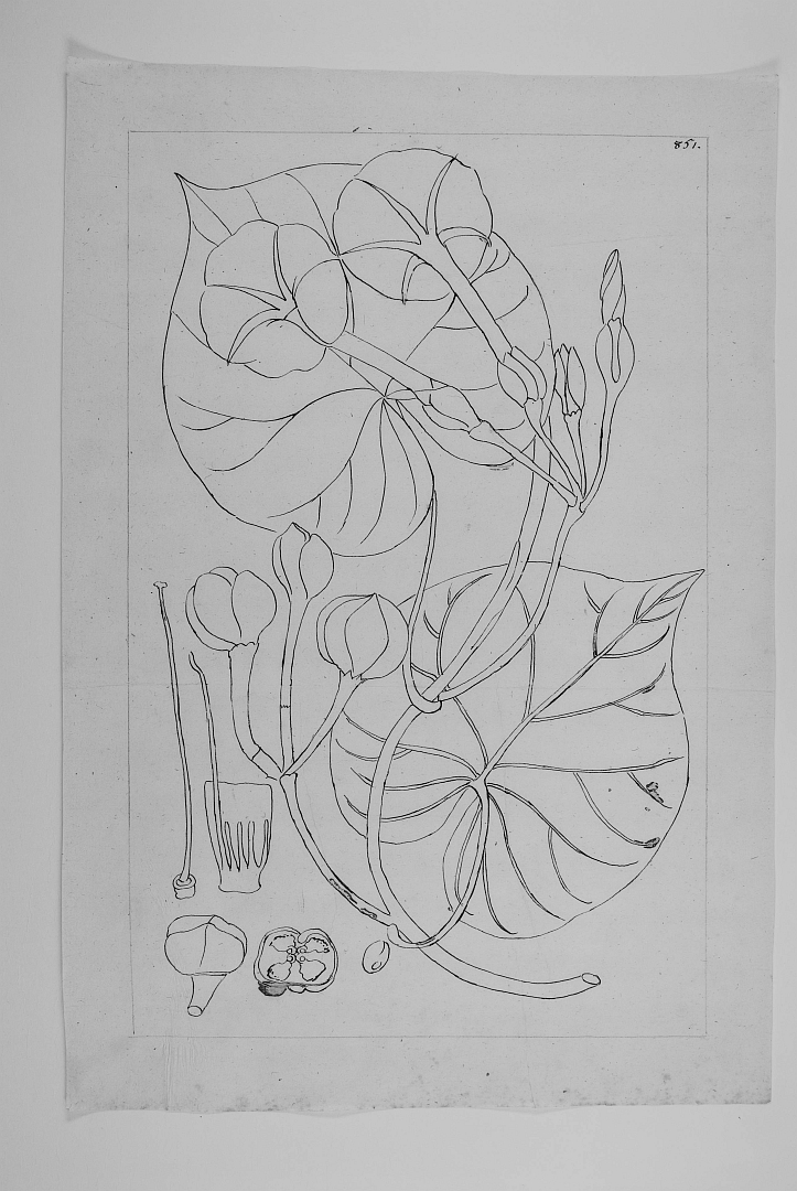 no HD illustration available (3)