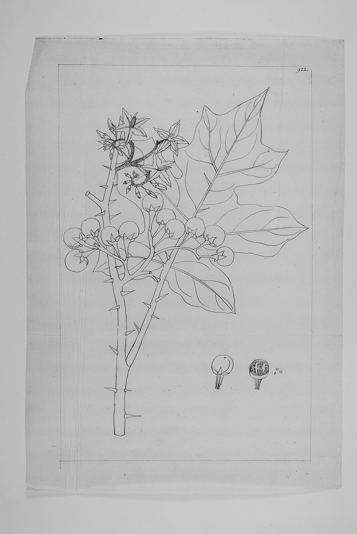 no HD illustration available (3)