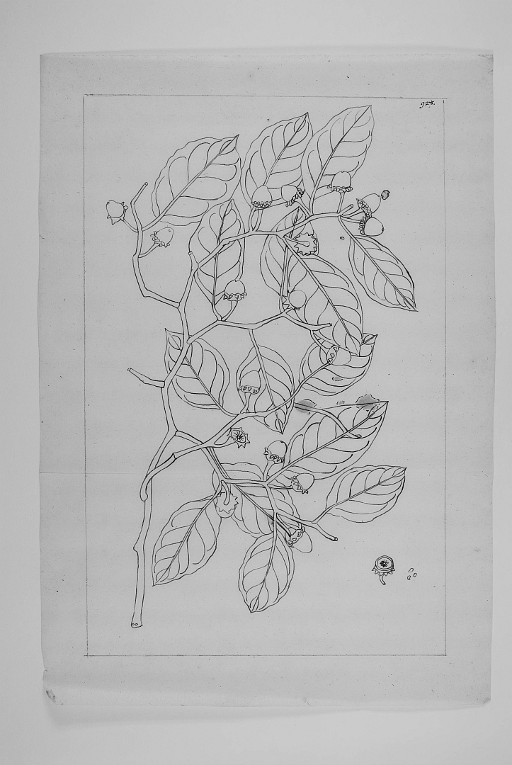 no HD illustration available (3)