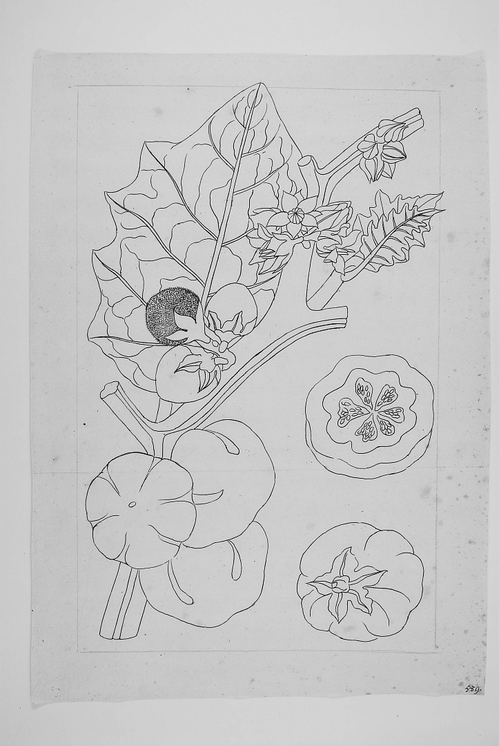 no HD illustration available (3)