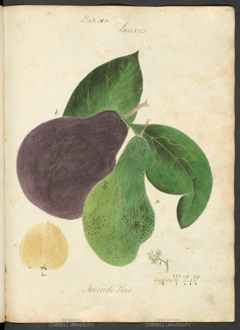 no HD illustration available (3)
