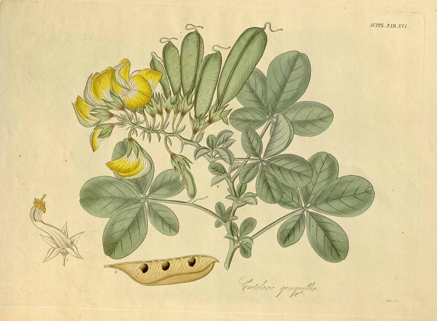 no HD illustration available (3)