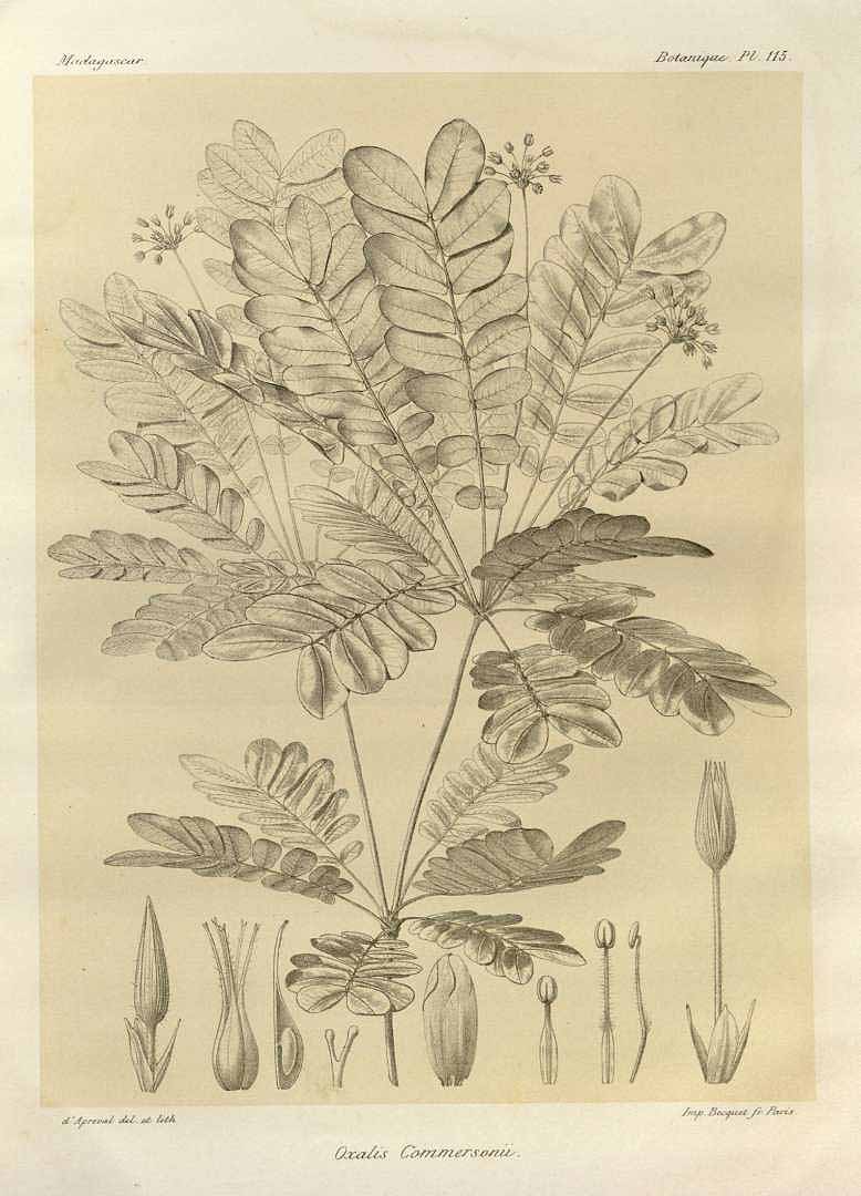 no HD illustration available (3)