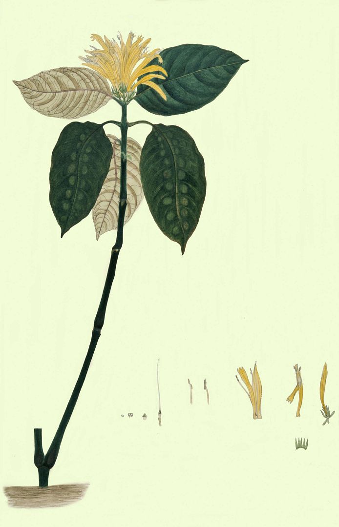 no HD illustration available (3)