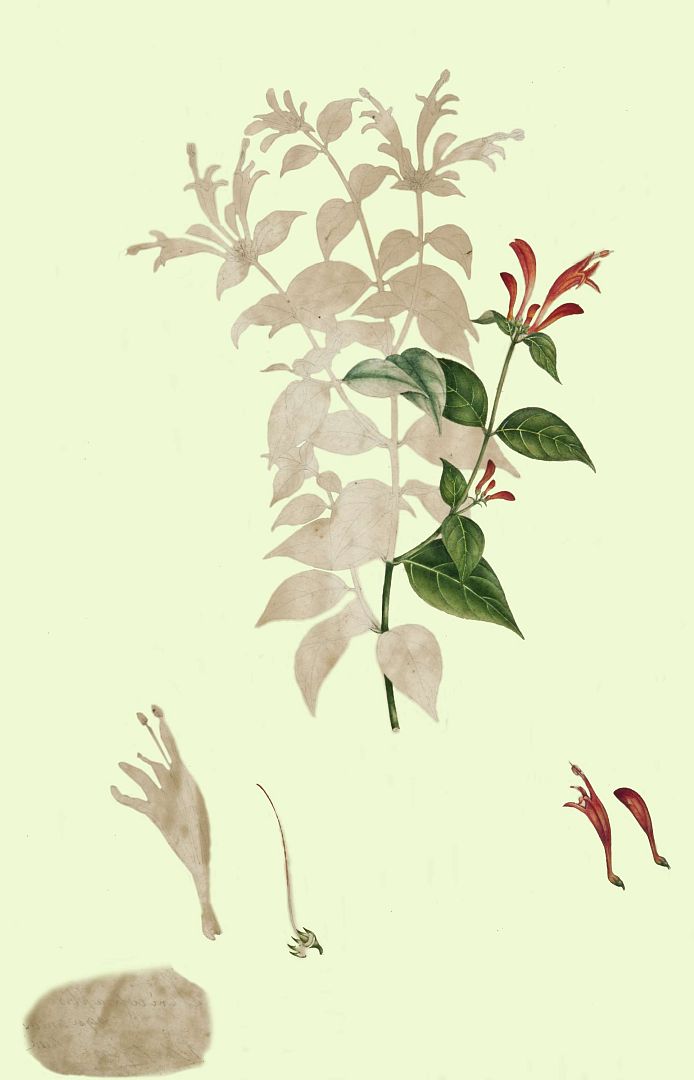no HD illustration available (3)
