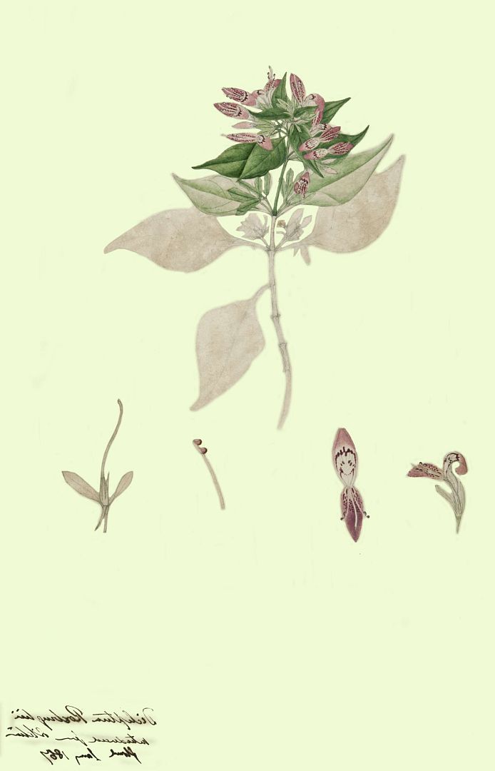 no HD illustration available (3)