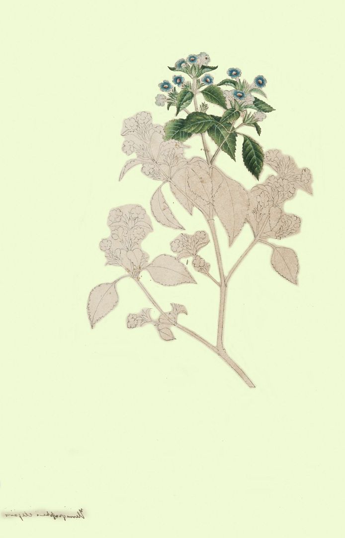 no HD illustration available (3)