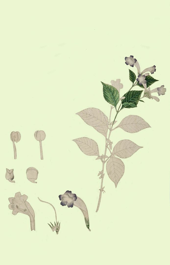 no HD illustration available (3)