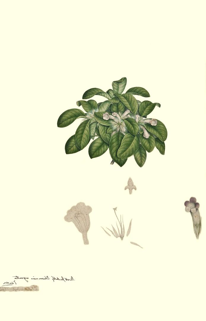 no HD illustration available (3)