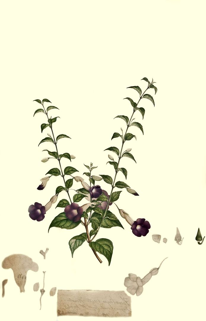 no HD illustration available (3)