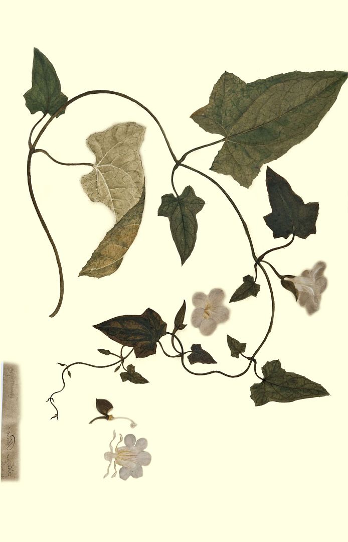 no HD illustration available (3)