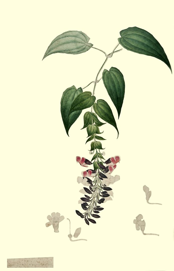 no HD illustration available (3)
