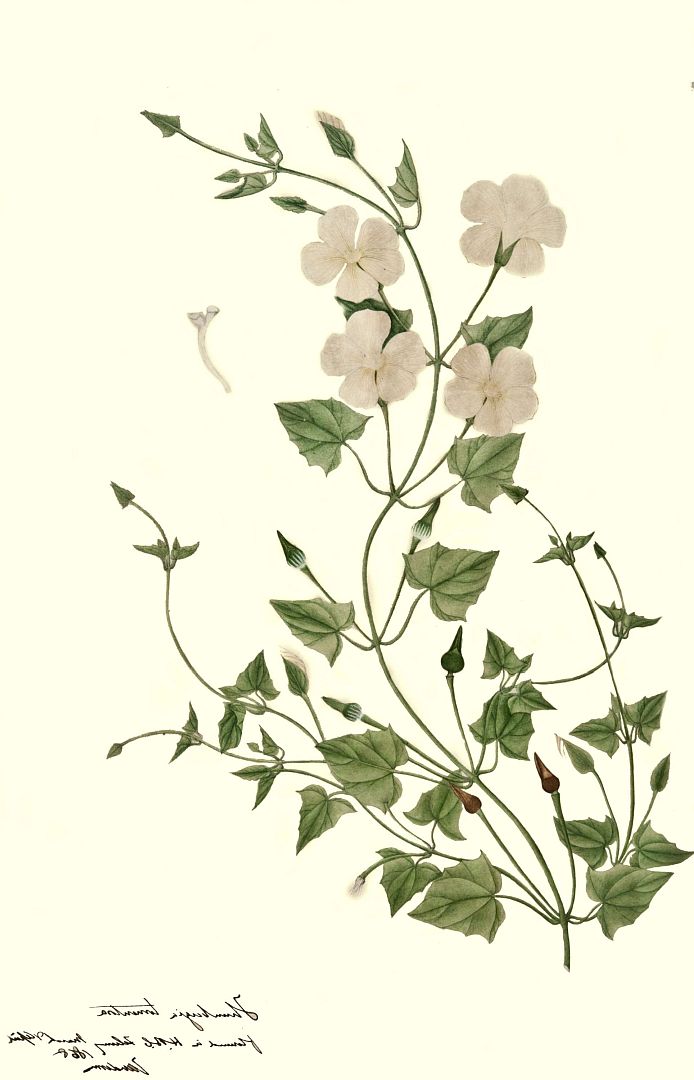 no HD illustration available (3)