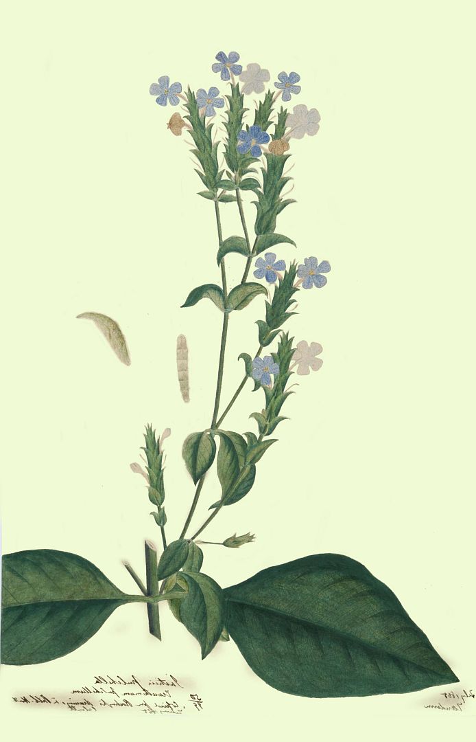 no HD illustration available (3)