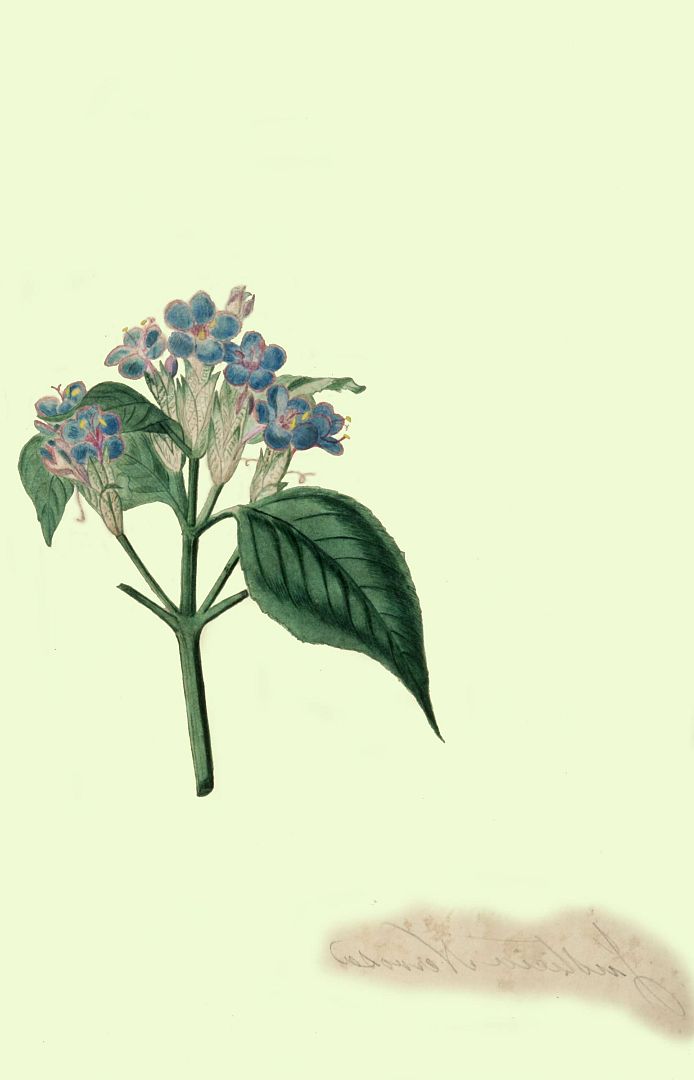 no HD illustration available (3)