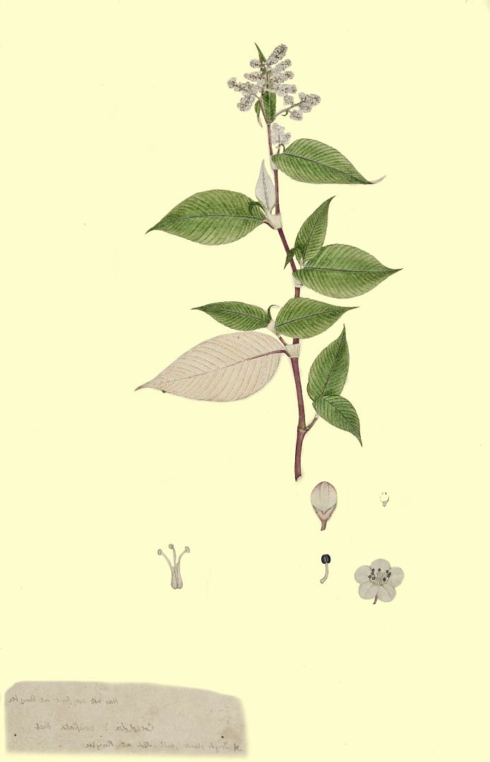 no HD illustration available (3)