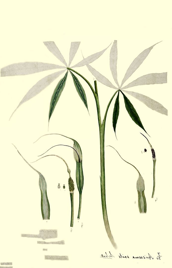no HD illustration available (3)