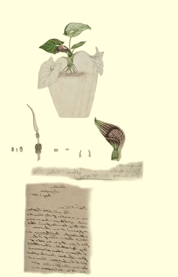 no HD illustration available (3)