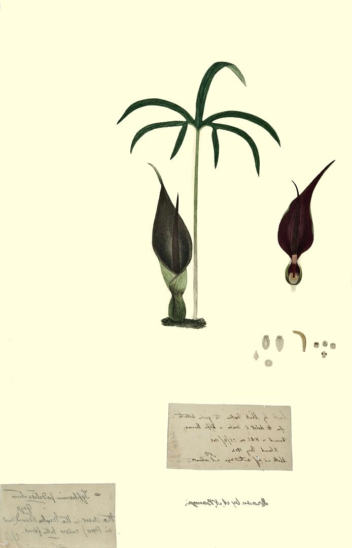 no HD illustration available (3)